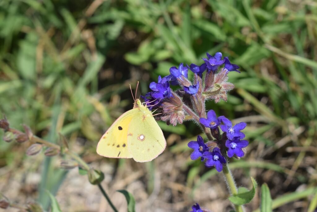 Maribor Butterflies and Wildflowers