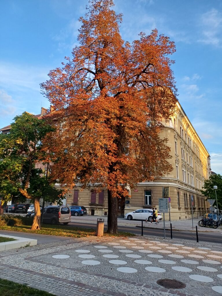 Large Tree in Autumn Maribor Park