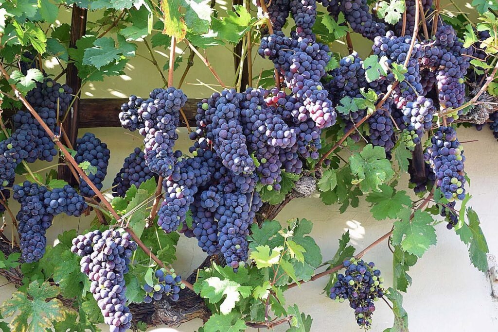 Stara Trta Grape Vine Maribor