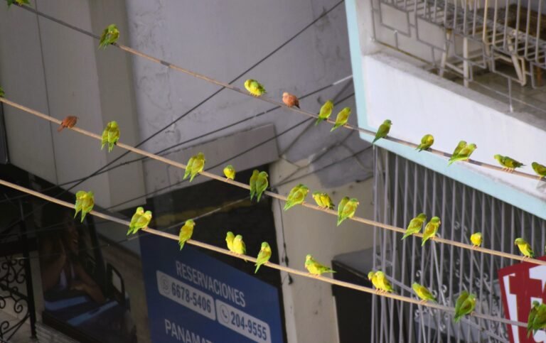 Parrots on a Wire Panama City