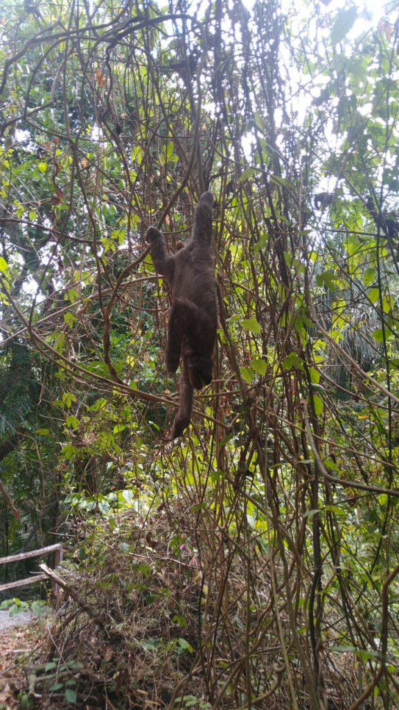 Sloth Hanging out Metropolitan Park Panama