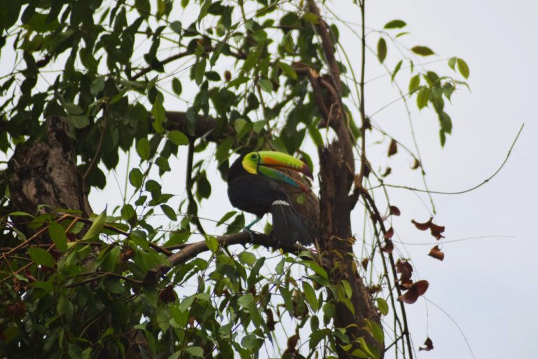 Toucan in Panama City