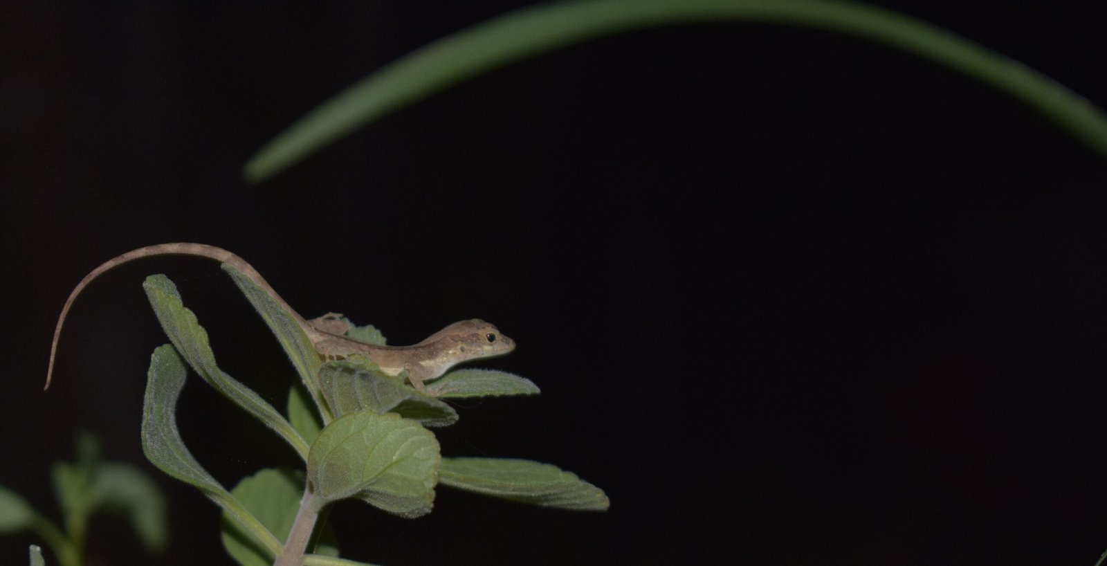 Sleeping Lizard on a Garden Plant