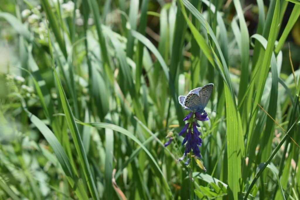 Protect Biodiversity through landscaping that incorporates native plants